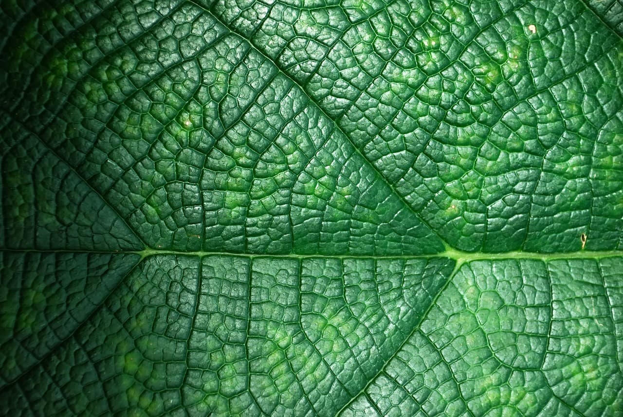 10 Astuces pour rendre votre Événement Écoresponsable