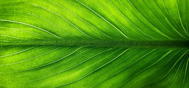 Les Tendances des Événements Écoresponsables à Suivre